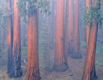 USA, Sequoia NP
